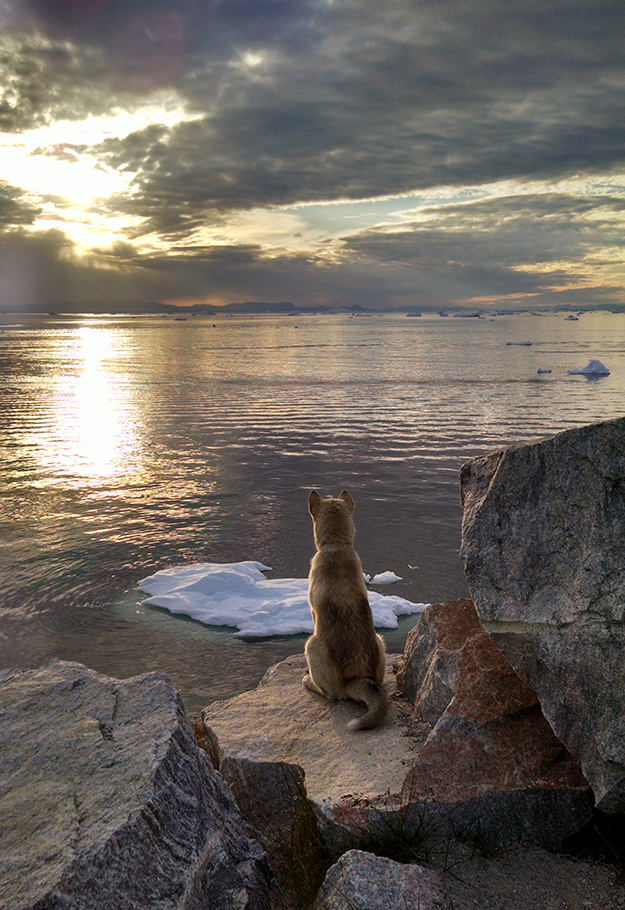 Sunset in Greenland with a local dog