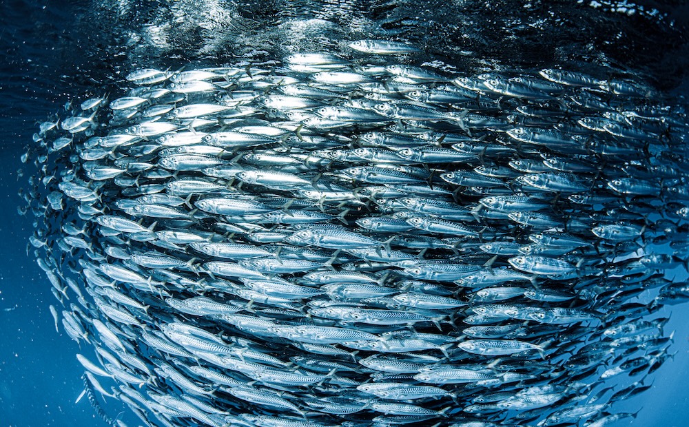 Fish Stock Assessment at a Fraction of the Cost of Ships
