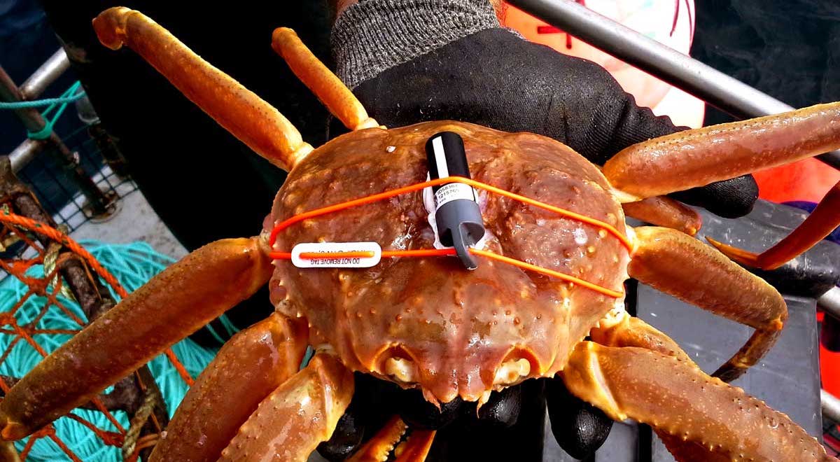 Holy Crab – 138,000 km of Wave Glider Tracks to Monitor Aquatic Species