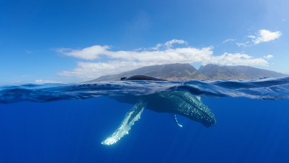 Listen Up: Acoustic Surveys Confirm Humpback Whales in the Northwestern Hawaiian Islands