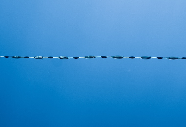 Holt Array
