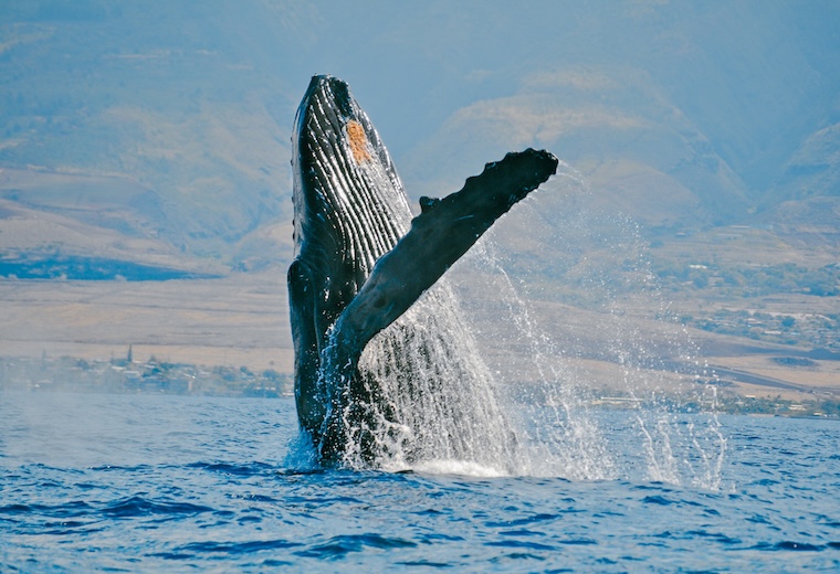 Recording Marine Acoustics