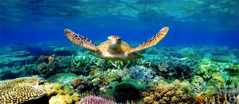 Partnerships to Help Protect and Sustain the World’s Marine Sanctuaries