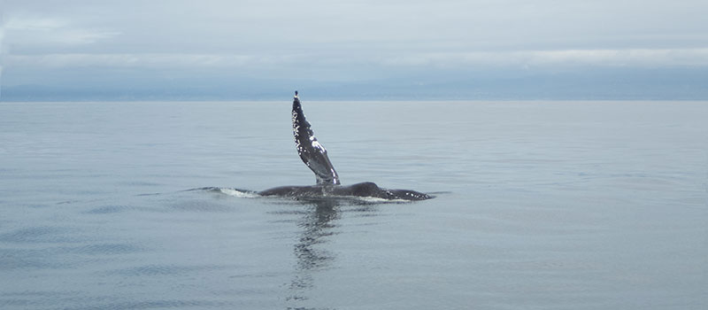 A humpback whale, waving a fin