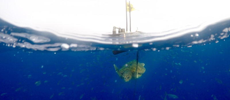 Wave Glider and sea turtle, photo by Chris Forsythe