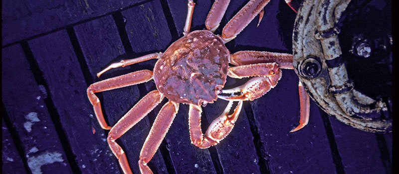 Wave Glider Tracks Snow Crabs to Put New Data in Reach
