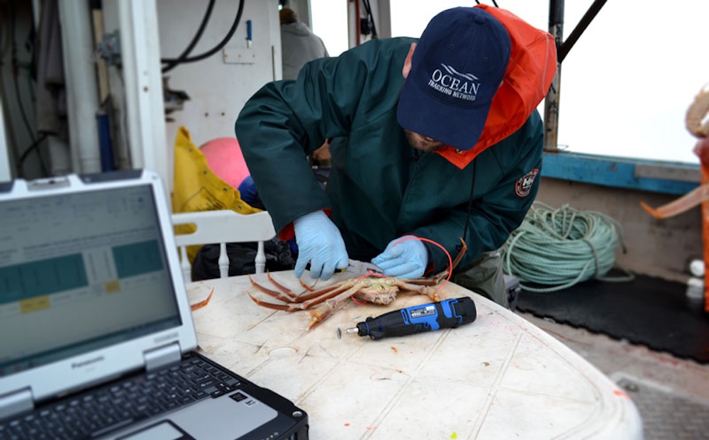 Tracking Crabs in Real-Time to Improve Fishery Management