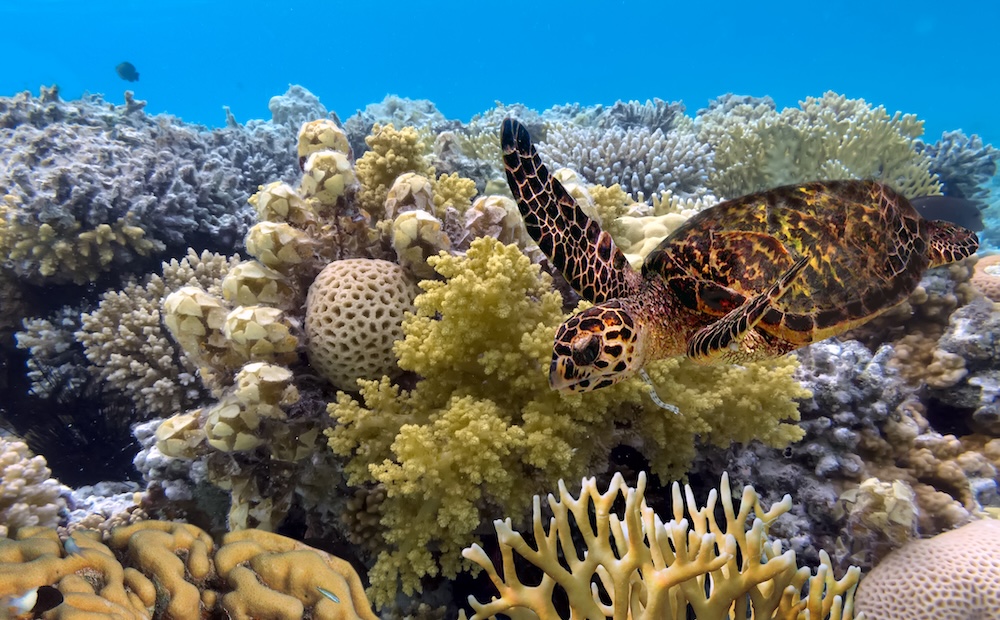Partnerships to Help Protect and Sustain the World’s Marine Sanctuaries