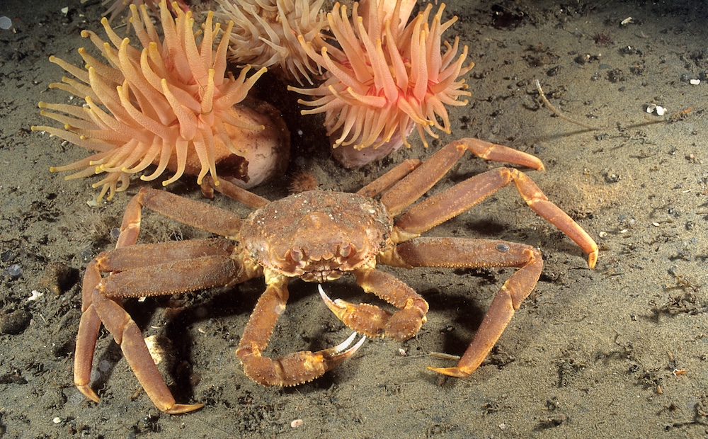 Webcast: Fish & Marine Mammal Tracking with Ocean Robots